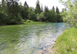 Goiserer Traun Fliegenfischen