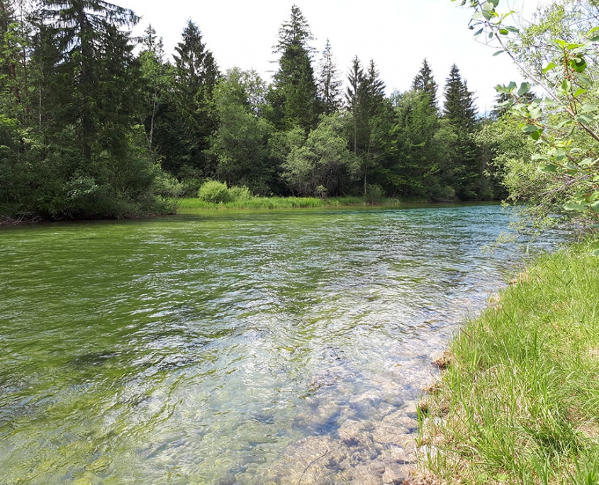 Goiserer Traun Fliegenfischen